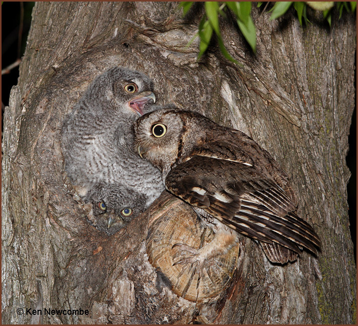 Eastern Screech Owl image