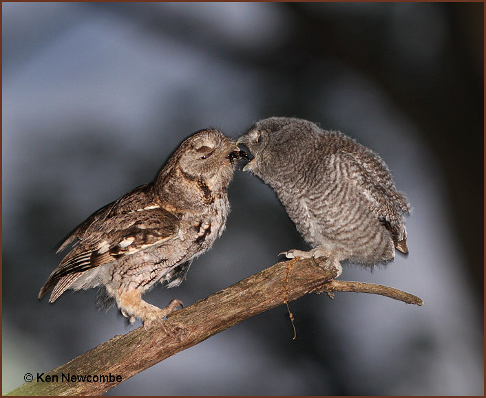 Eastern Screech Owl image