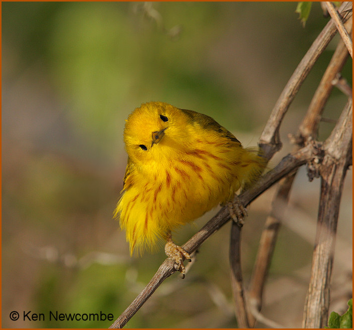 Yellow Warbler