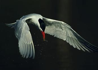 Caspian Tern Icon